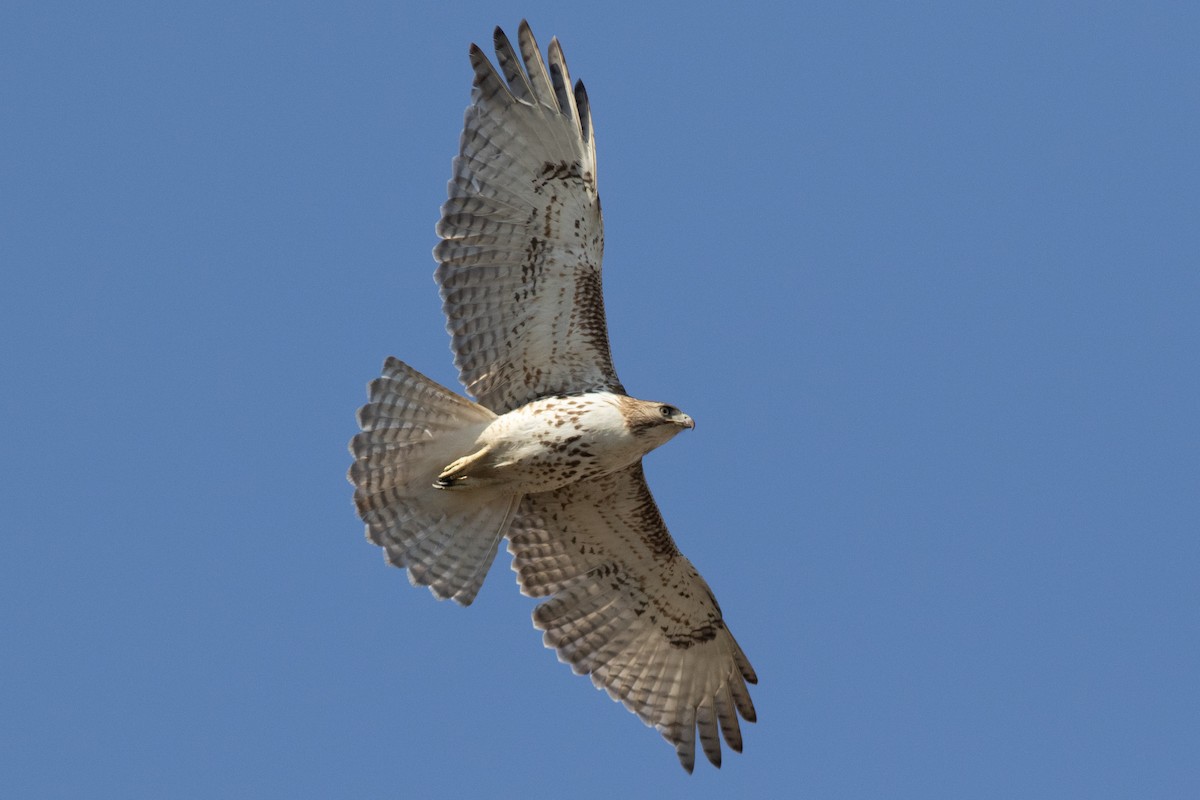 Red-tailed Hawk - ML615064797