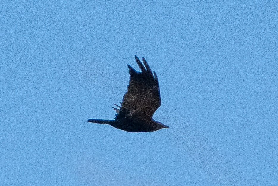 Corvus sp. (crow sp.) - ML615064839