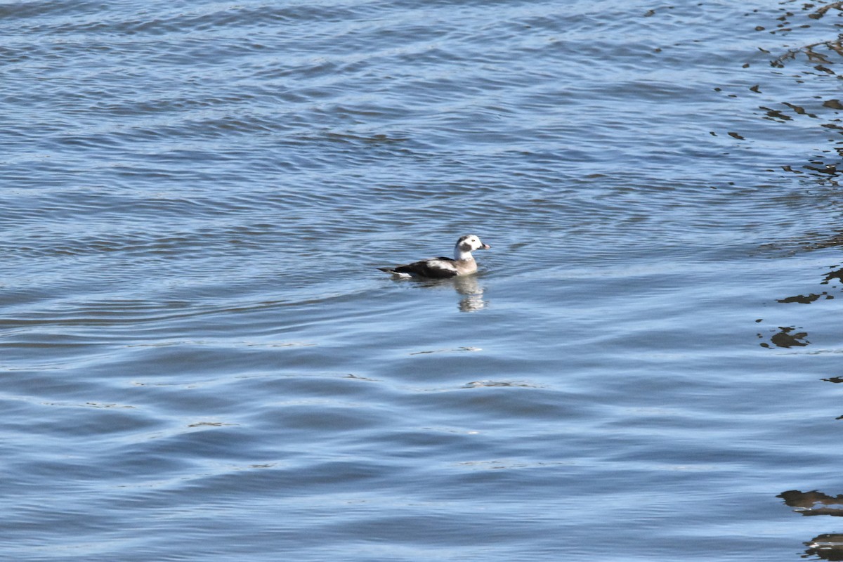 Long-tailed Duck - ML615064887