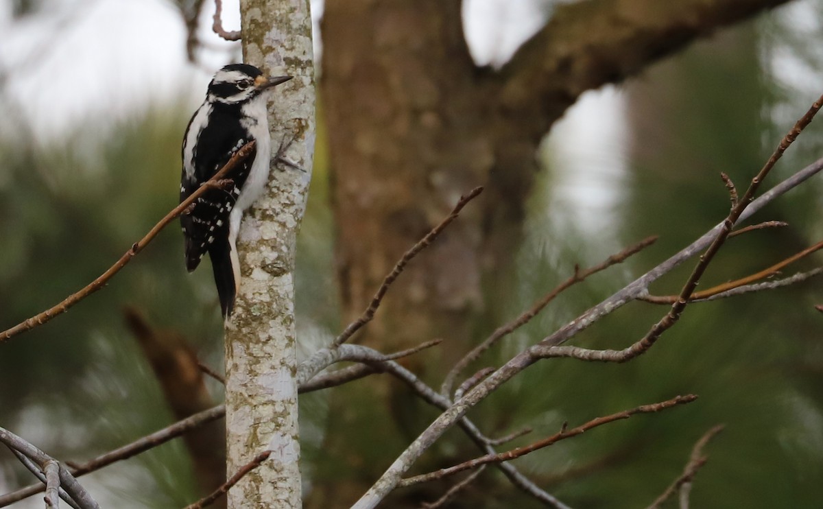 Hairy Woodpecker (Eastern) - ML615064891