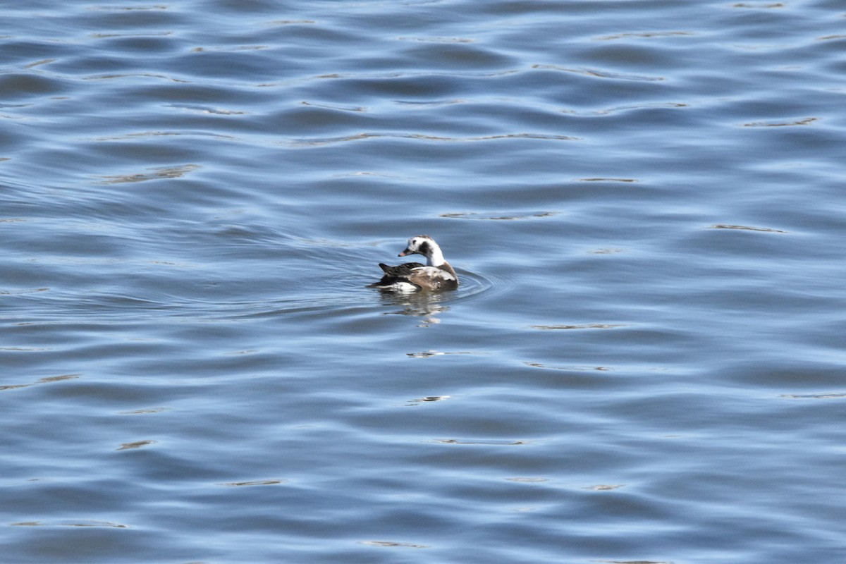 Long-tailed Duck - ML615064895