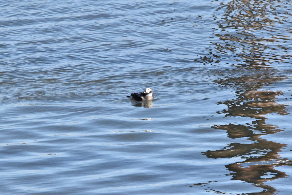 Long-tailed Duck - ML615064928