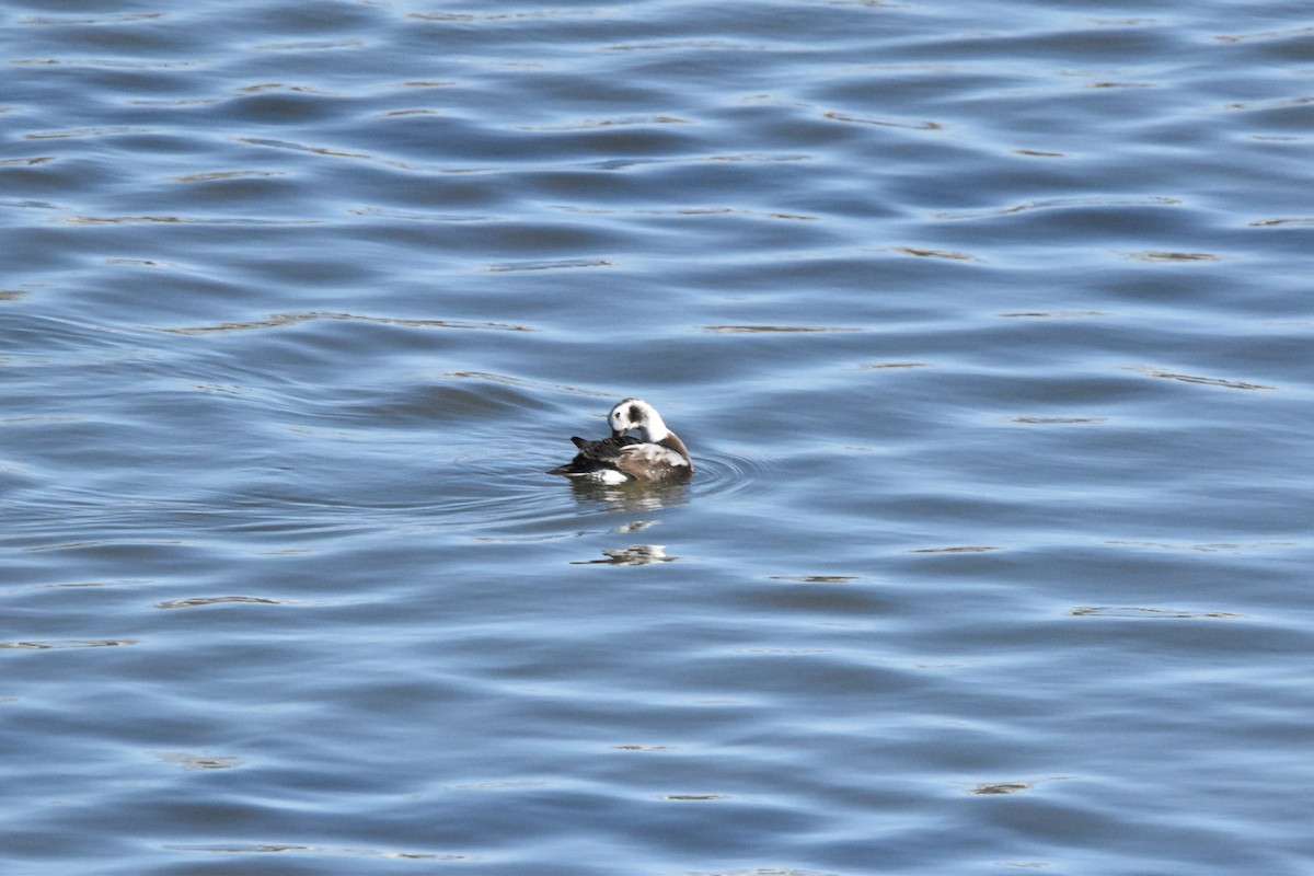Long-tailed Duck - ML615064936