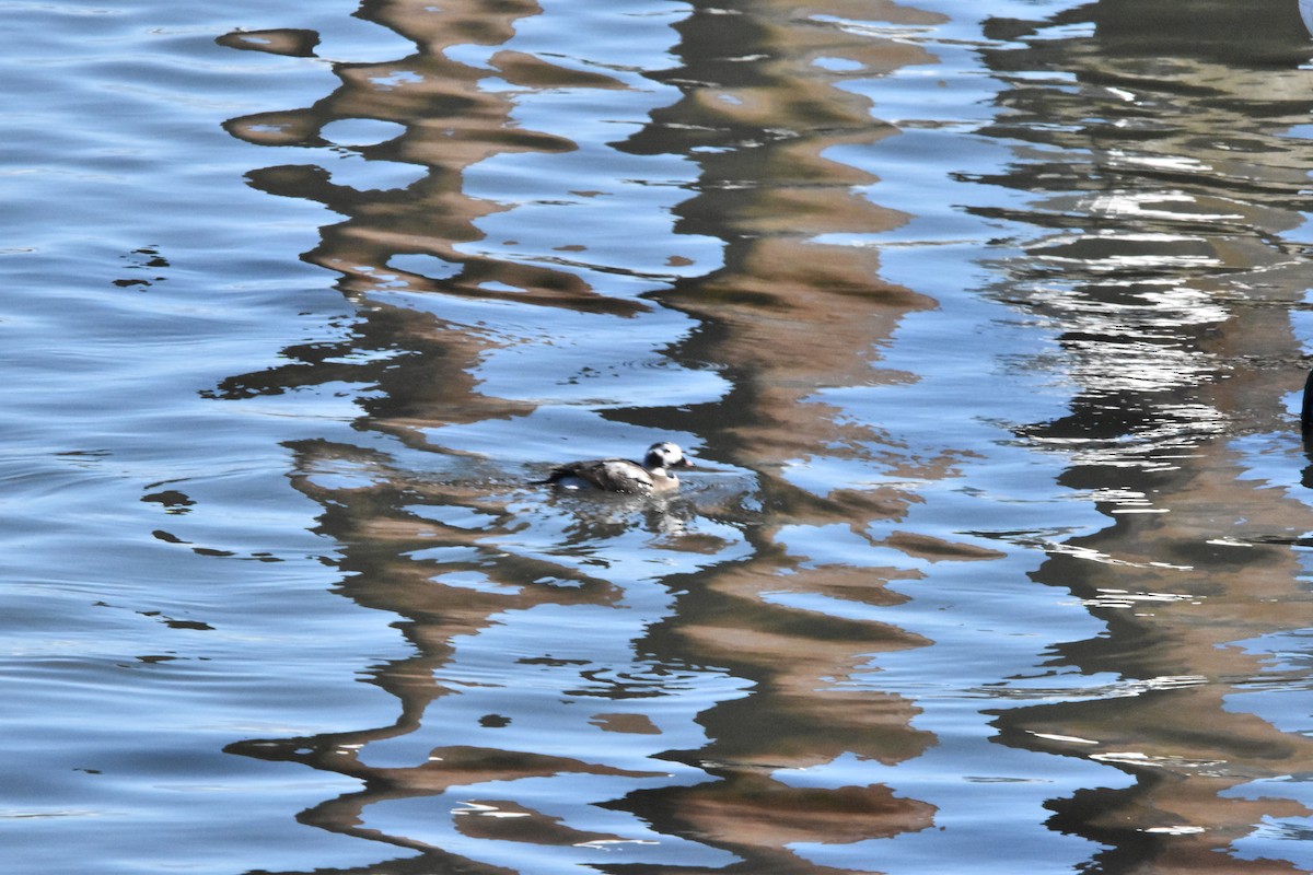Long-tailed Duck - ML615064952
