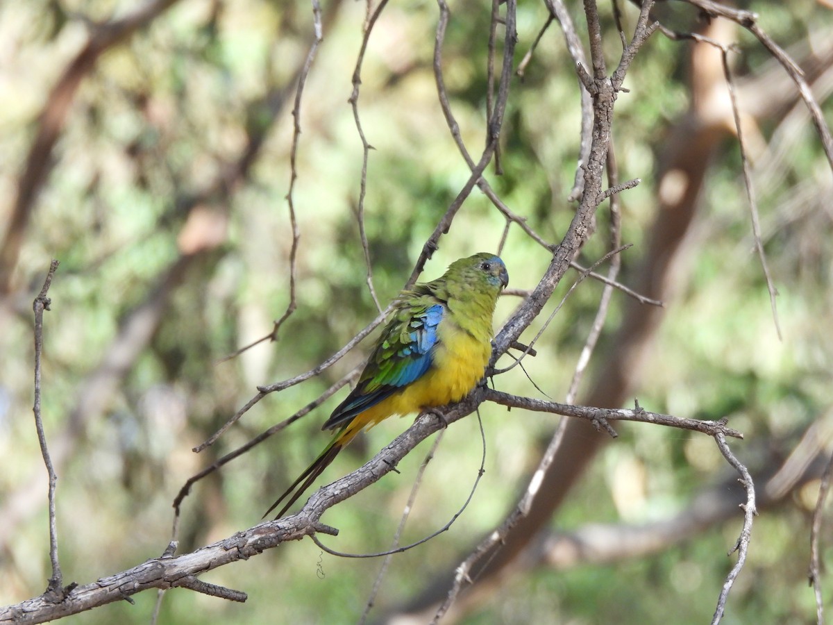 Turquoise Parrot - ML615064966