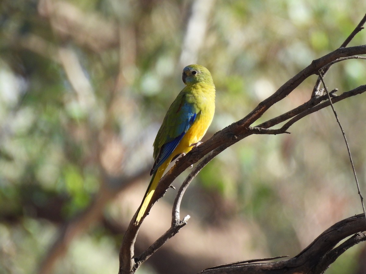 Turquoise Parrot - Linda Hayes
