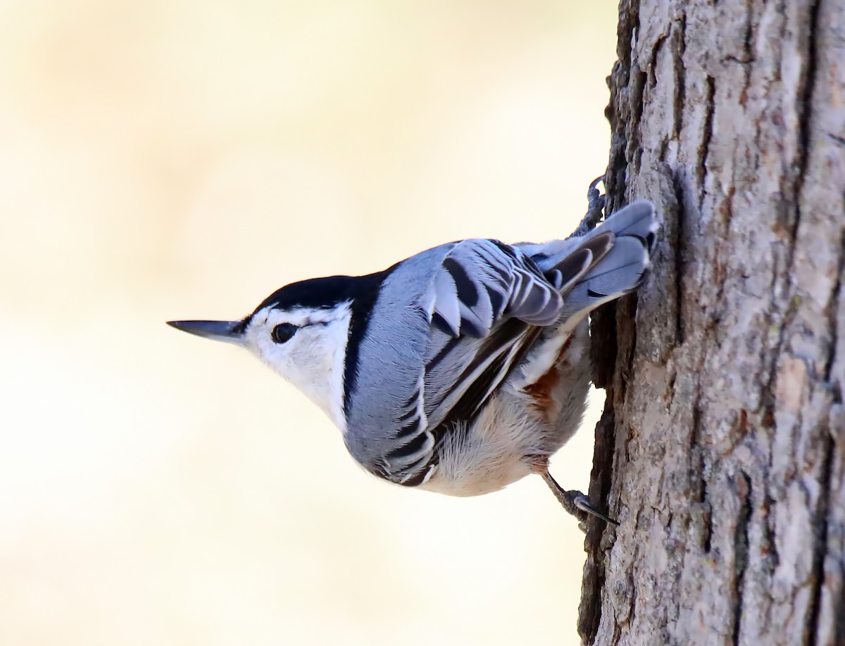 White-breasted Nuthatch - ML615065016