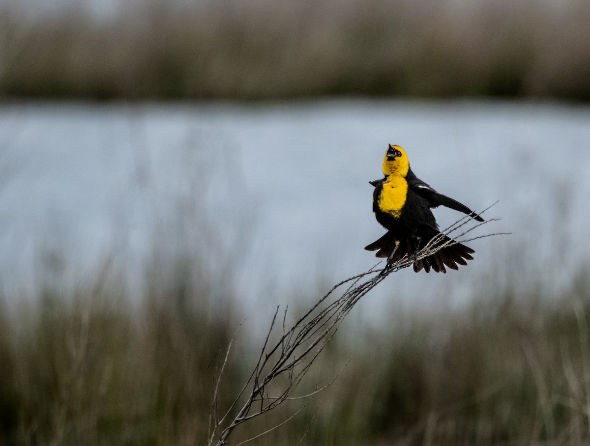 Yellow-headed Blackbird - ML615065154