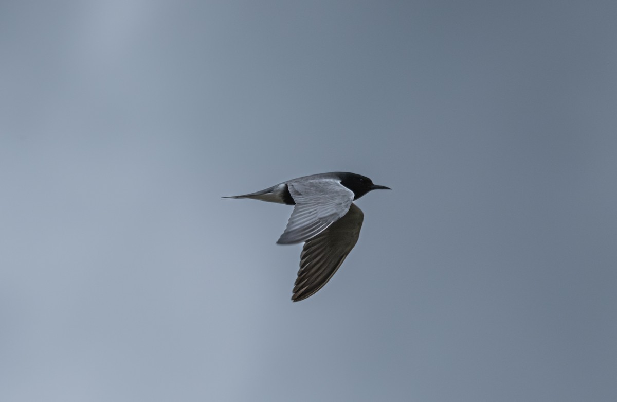 Black Tern - Elliot Chasin