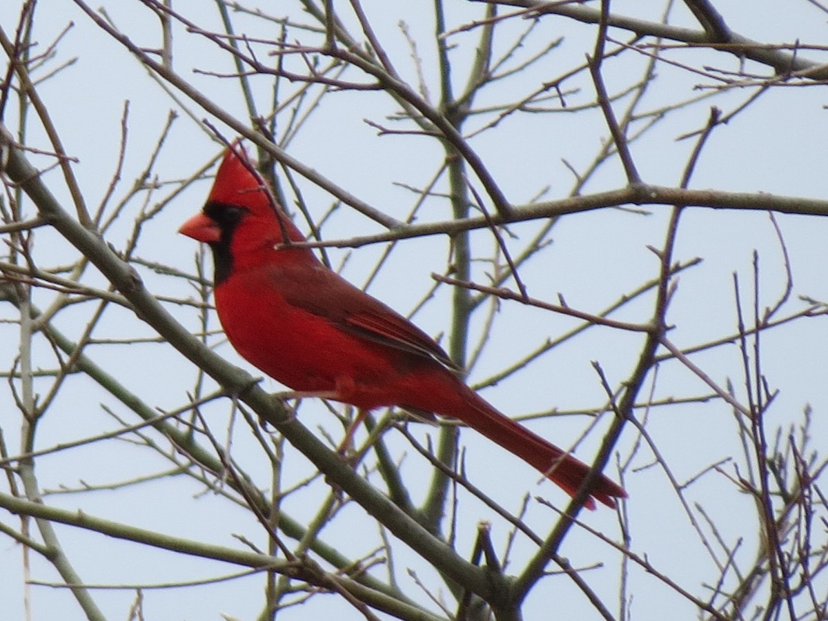 Cardinal rouge - ML615065219