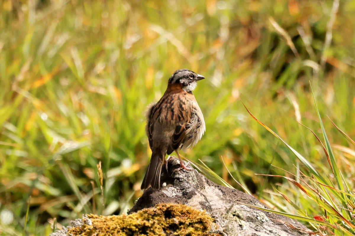 Rufous-collared Sparrow (Rufous-collared) - ML615065226