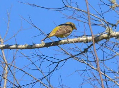 Western Tanager - ML615065469