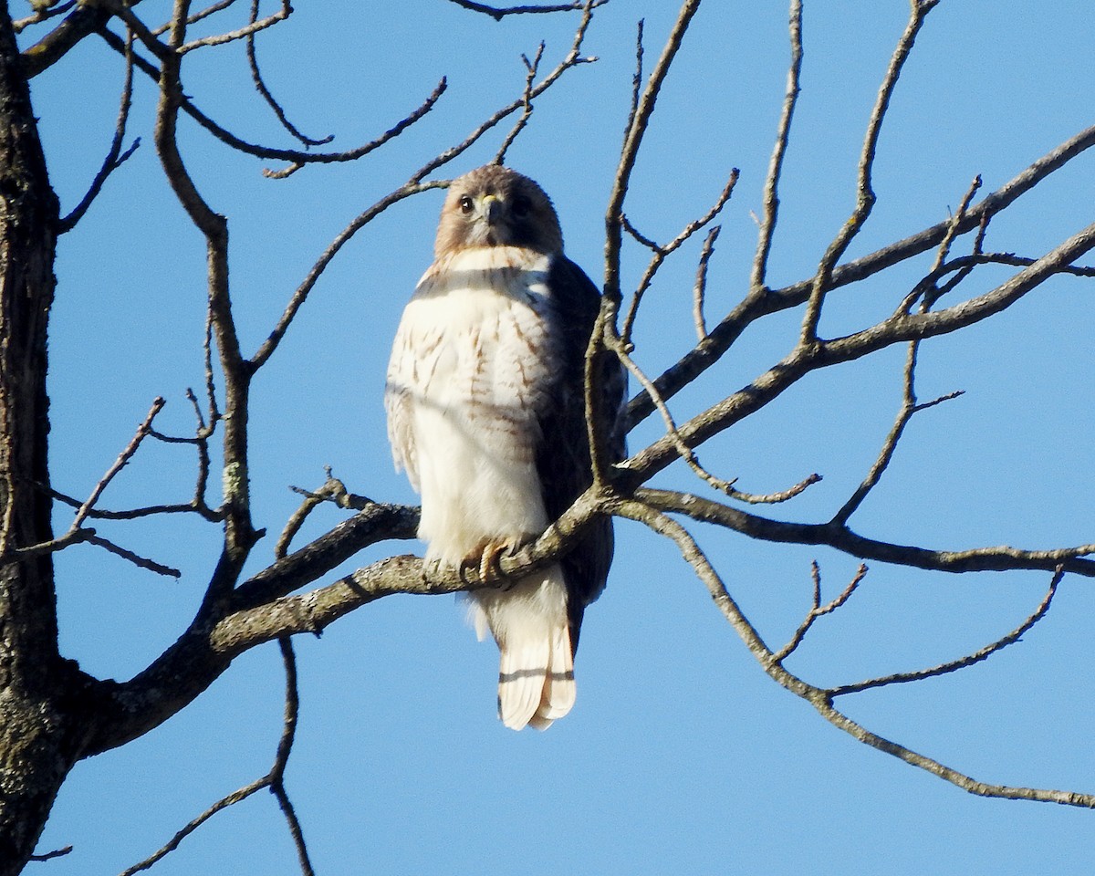 Red-tailed Hawk - ML615065688