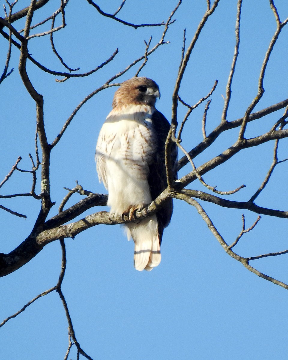 Red-tailed Hawk - ML615065689