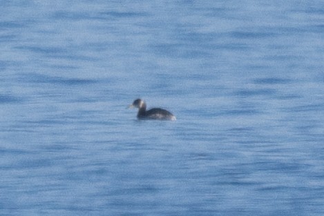 Red-necked Grebe - ML615065929