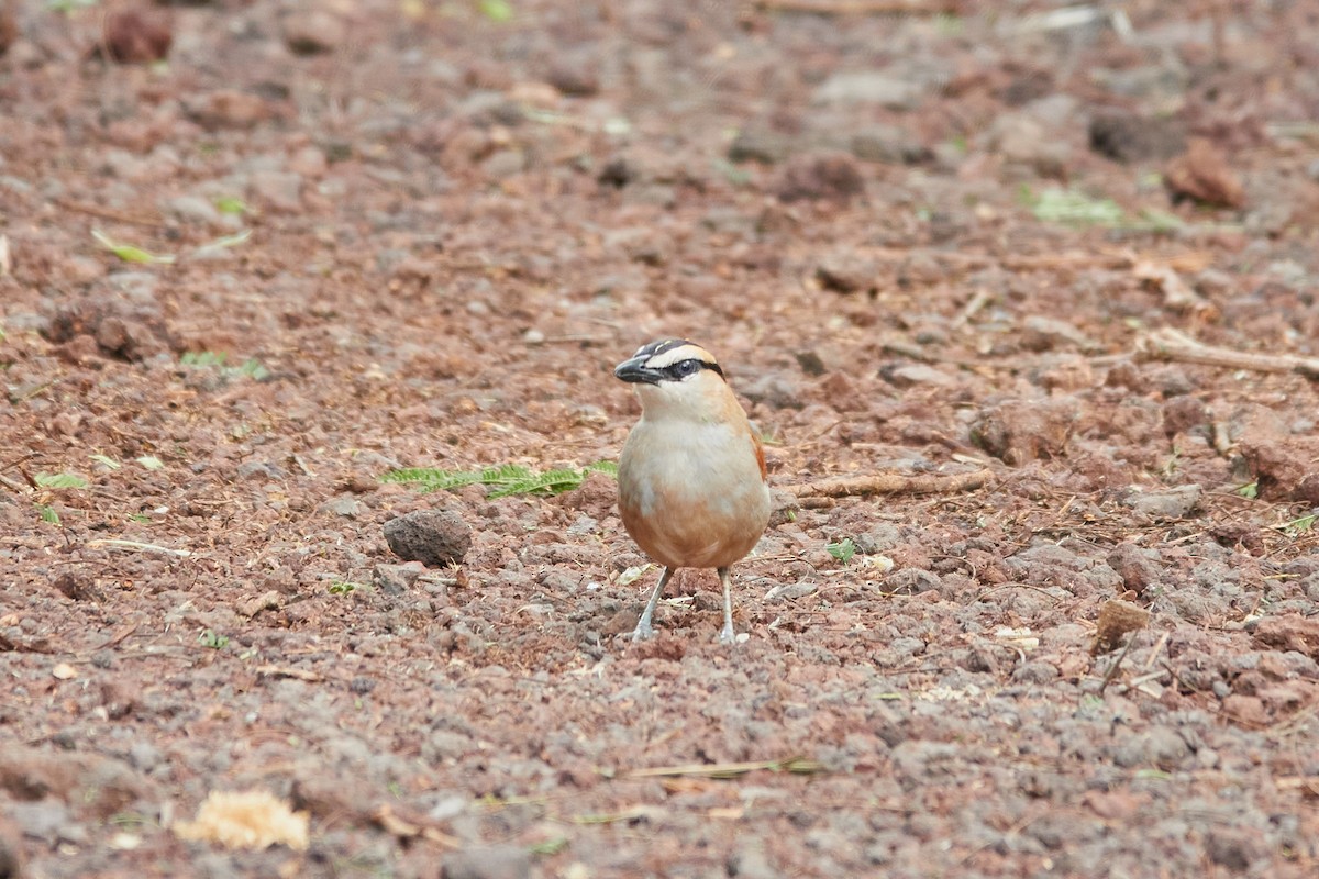 Black-crowned Tchagra - Anonymous