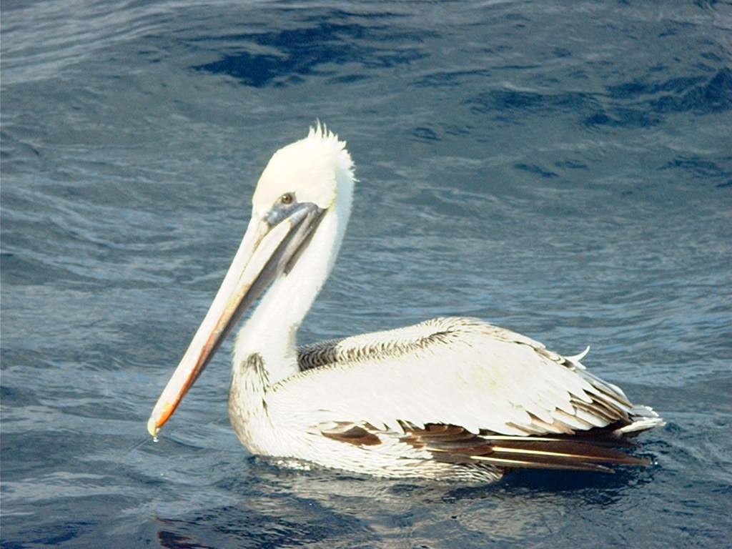 pelikán hnědý - ML615065996