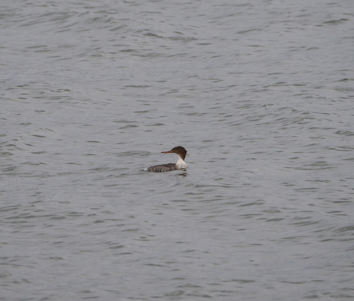 Red-breasted Merganser - Andre Coquerel