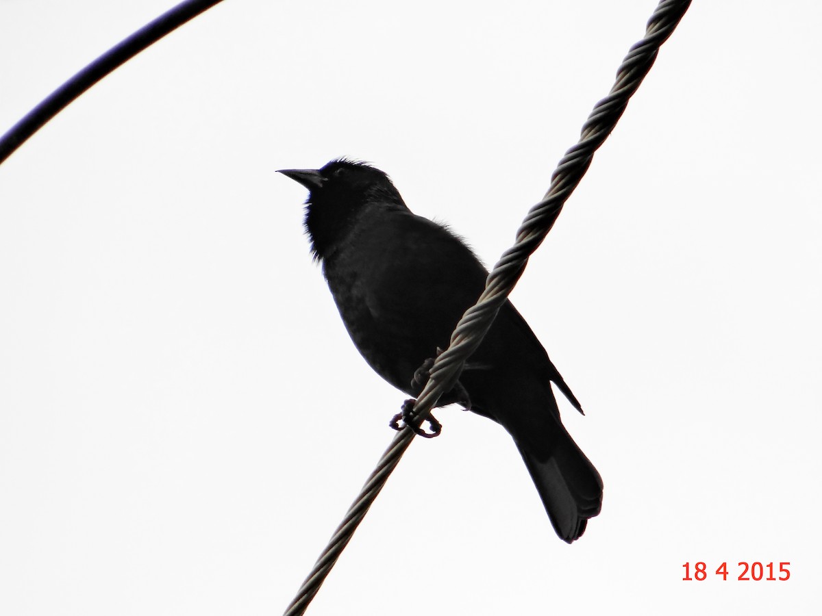 Chopi Blackbird - ML615066346