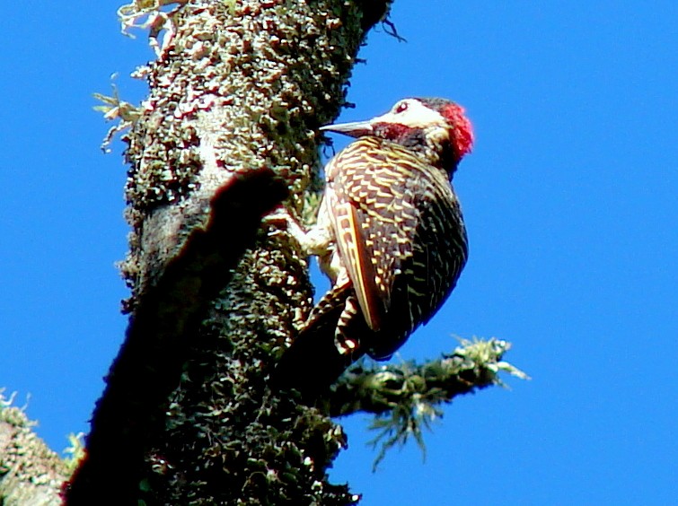Green-barred Woodpecker (Golden-breasted) - ML615066370