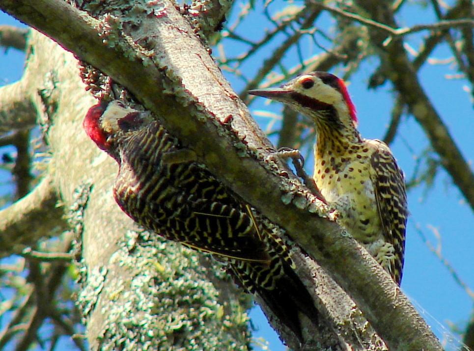 Green-barred Woodpecker (Golden-breasted) - ML615066408