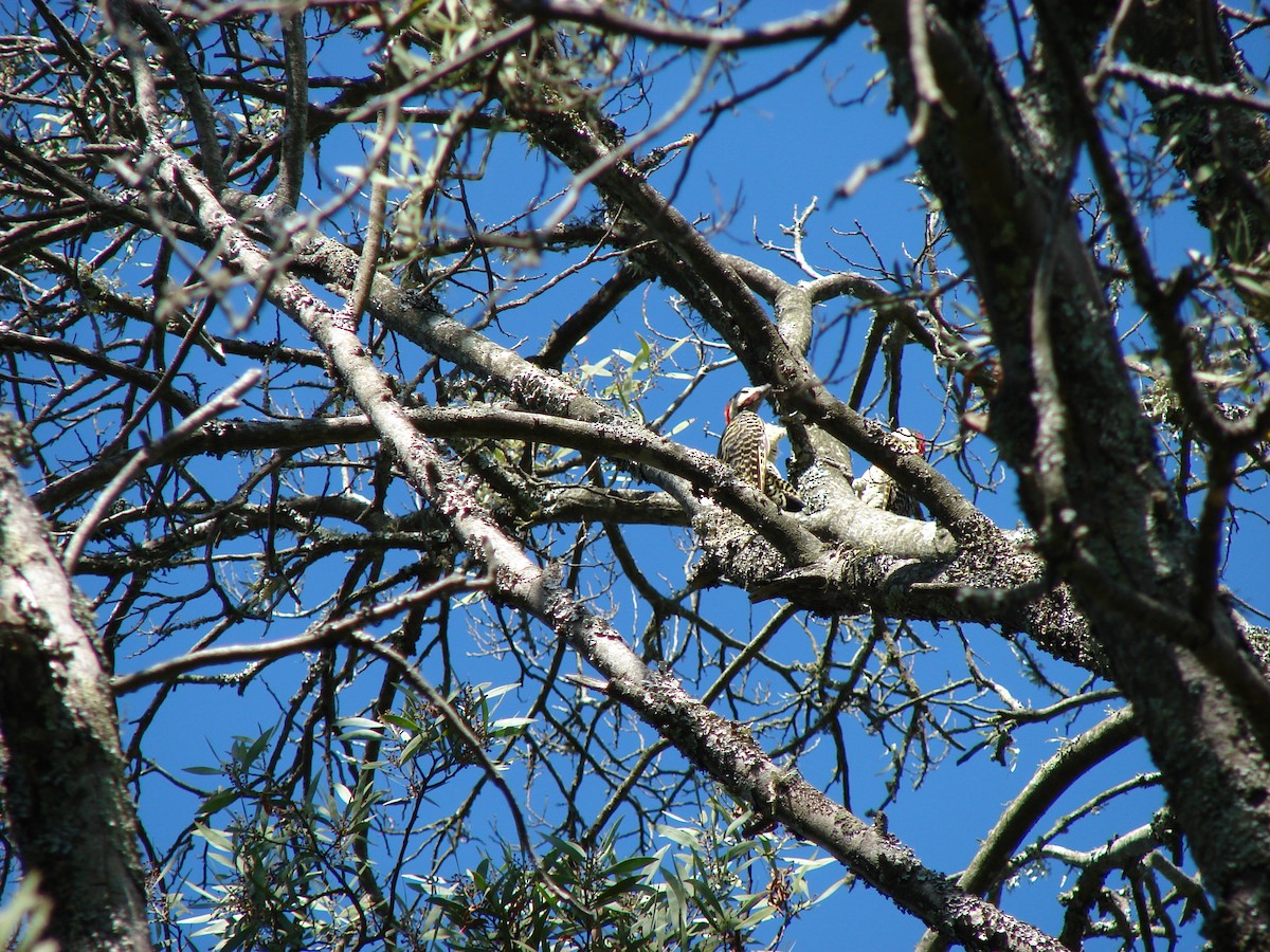 Green-barred Woodpecker (Golden-breasted) - ML615066487