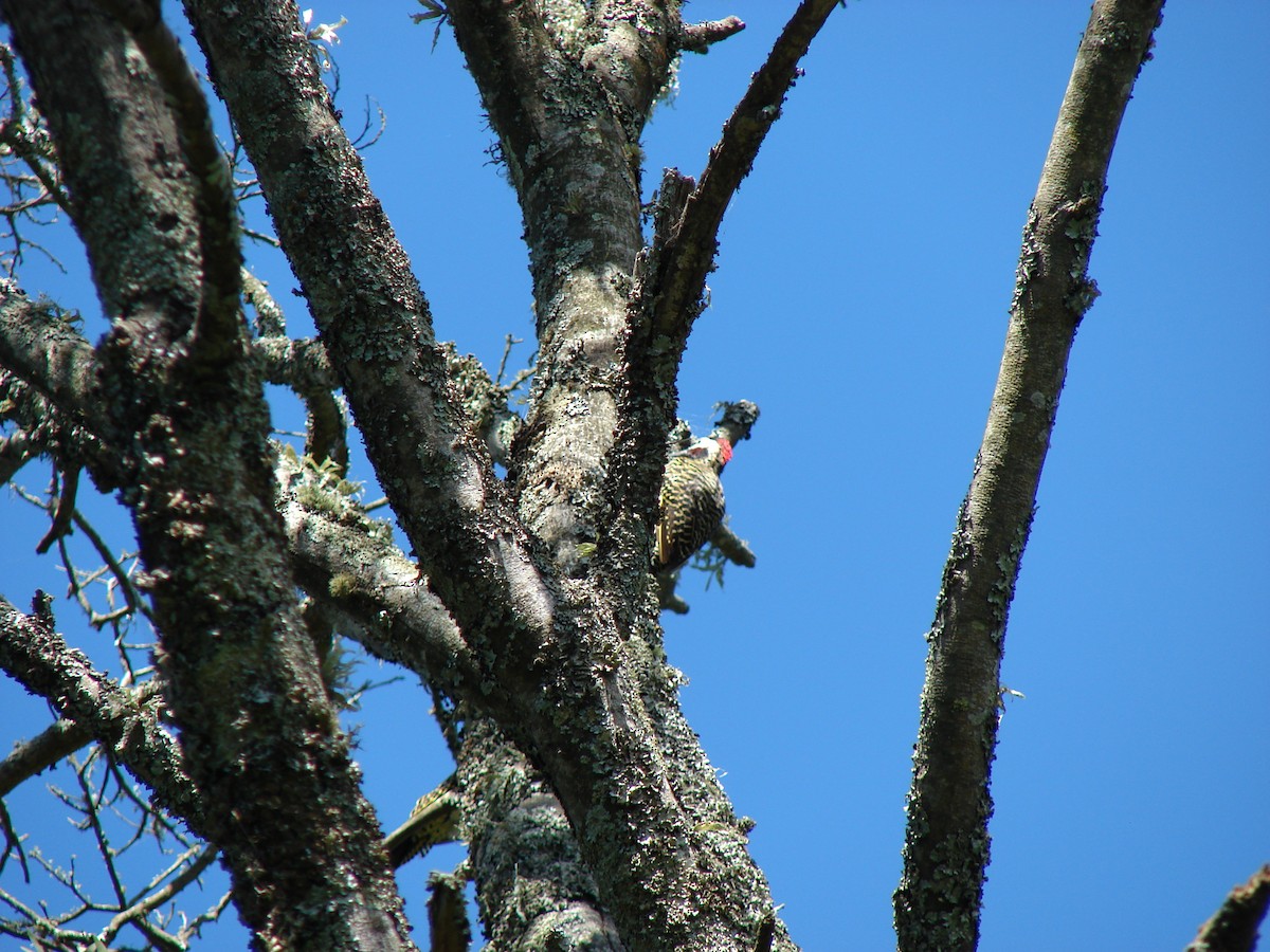 Green-barred Woodpecker (Golden-breasted) - ML615066488