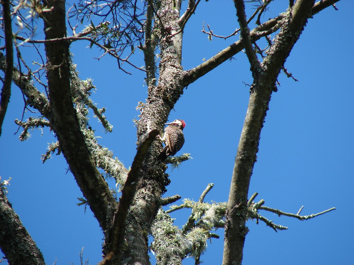 Green-barred Woodpecker (Golden-breasted) - ML615066489
