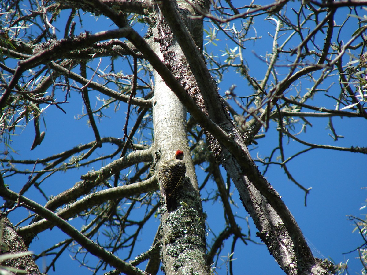 Green-barred Woodpecker (Golden-breasted) - ML615066609