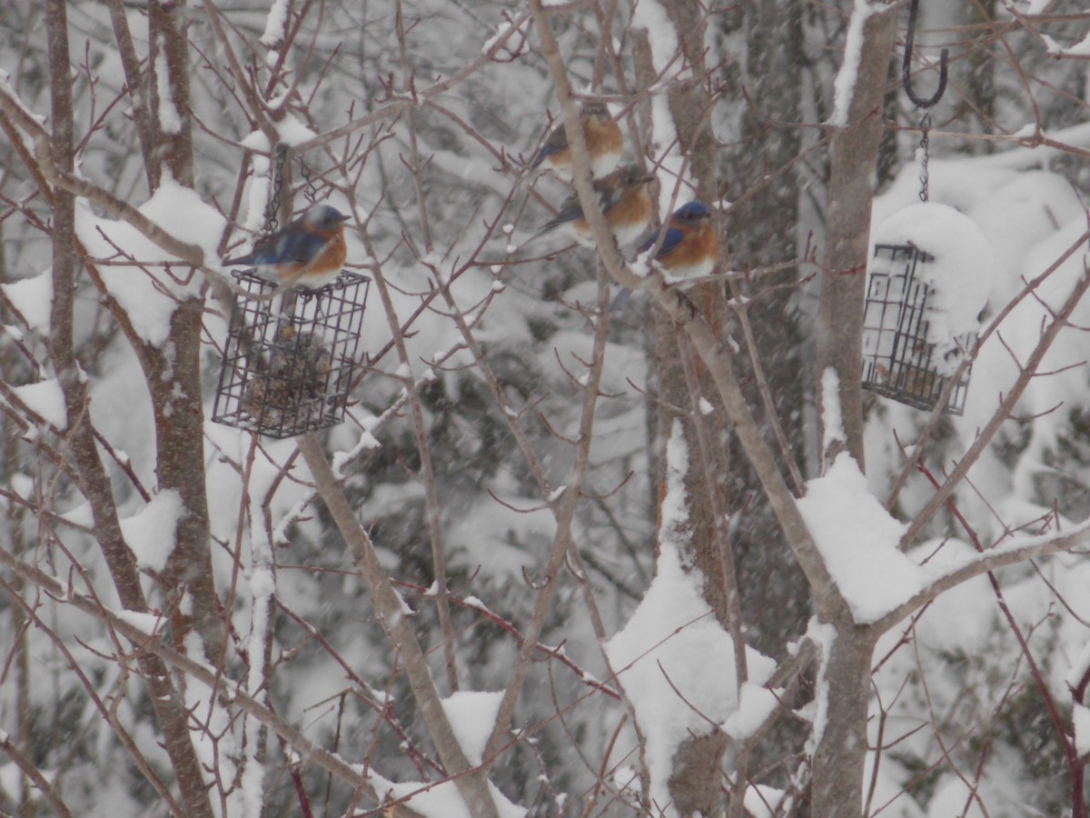 Great Backyard Bird Count Checklist 18 Feb 2024 15 Causeway Drive