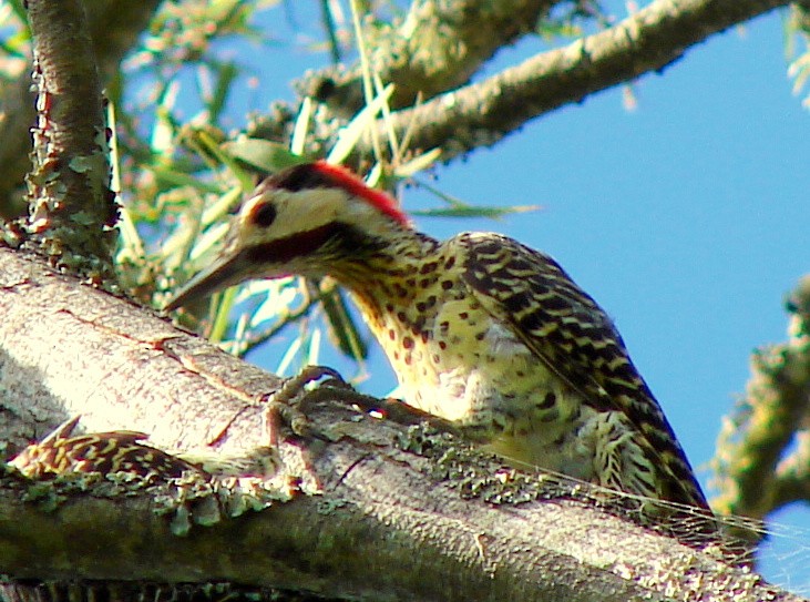 Green-barred Woodpecker (Golden-breasted) - ML615066706