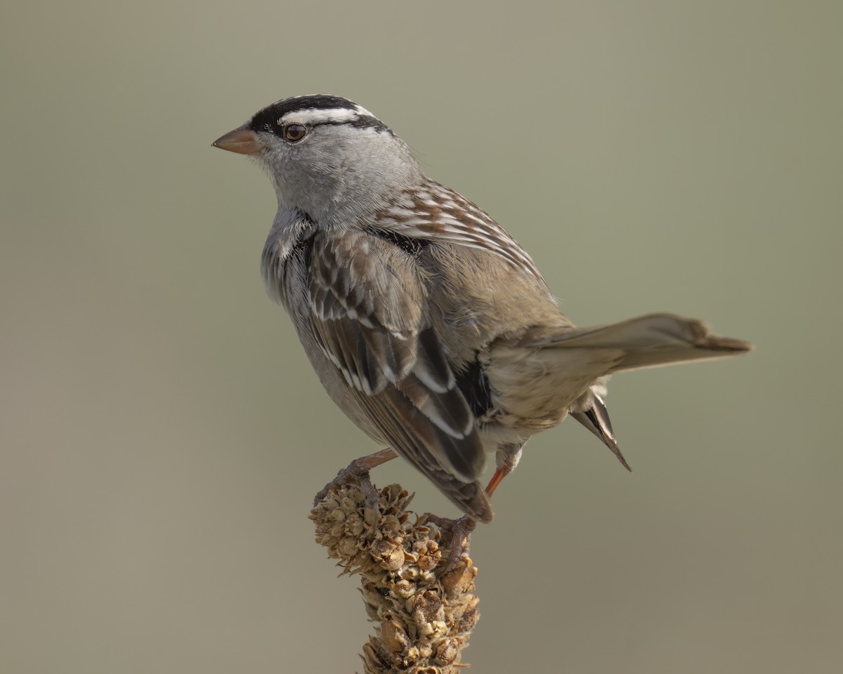 White-crowned Sparrow - ML615066791