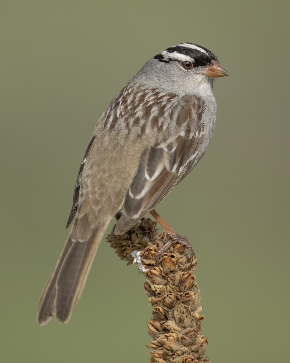 White-crowned Sparrow - ML615066792