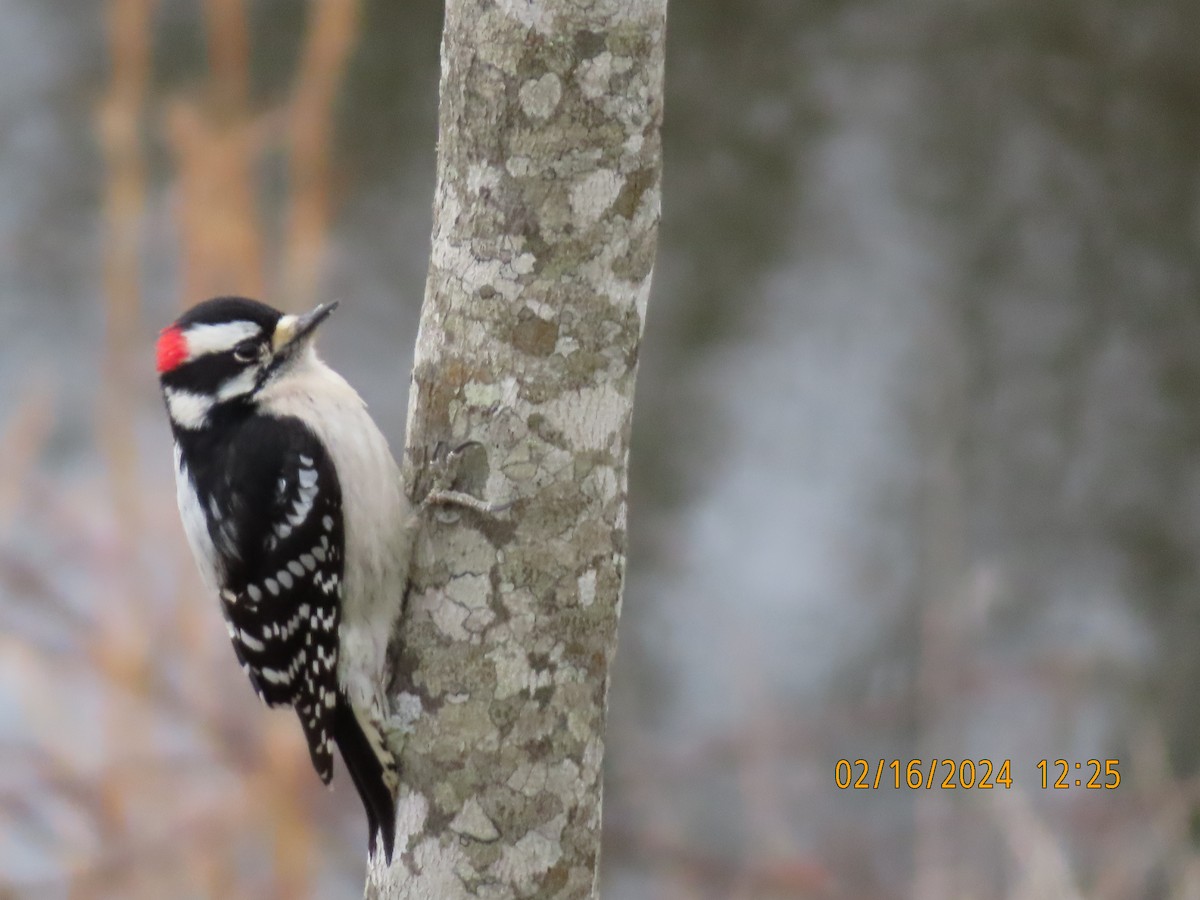 Downy Woodpecker - ML615066871