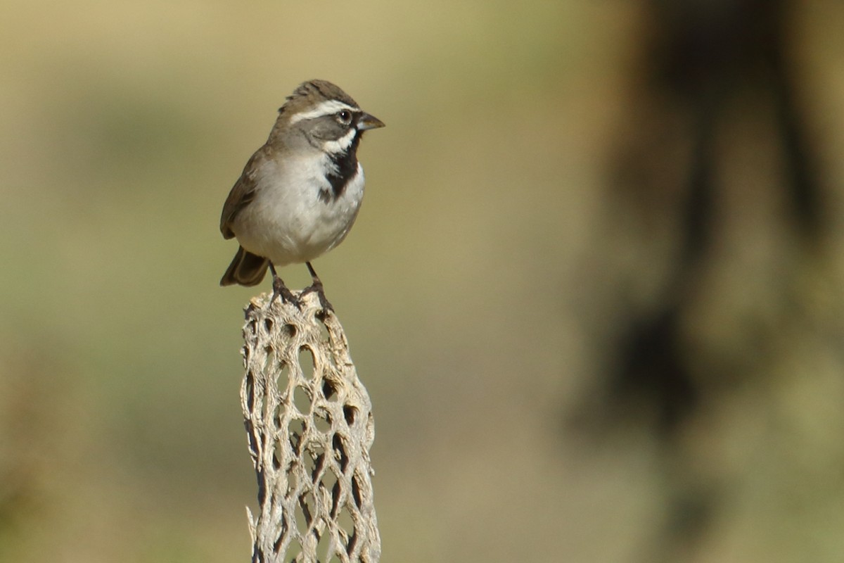 Black-throated Sparrow - ML615066929
