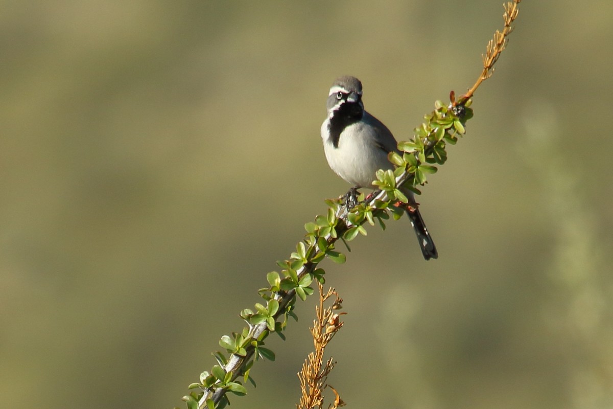 Black-throated Sparrow - gord smith