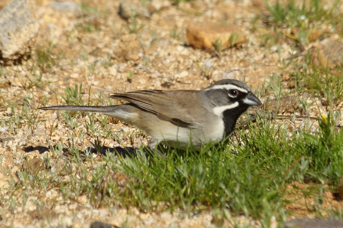 Black-throated Sparrow - ML615066932