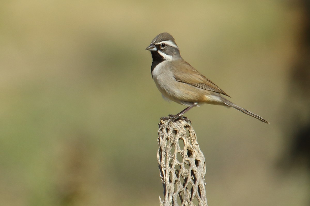 Black-throated Sparrow - ML615066933