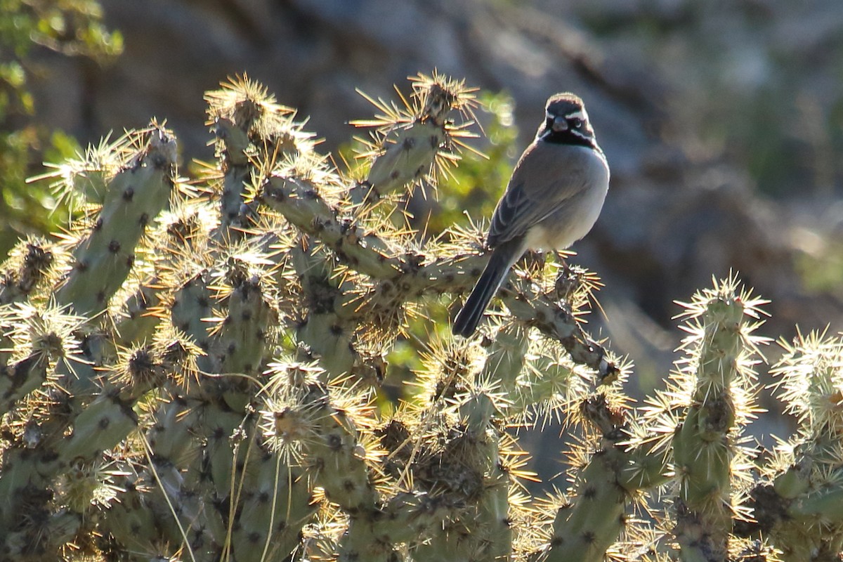 Black-throated Sparrow - ML615066935