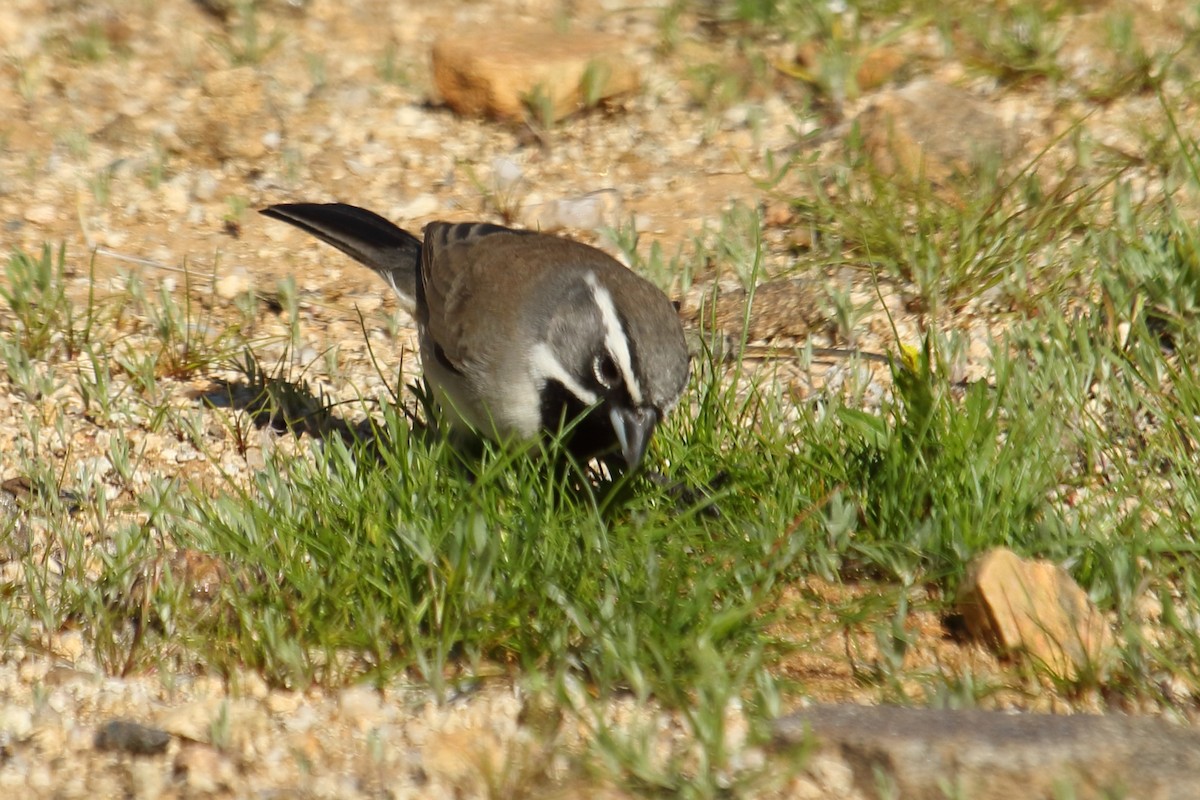 Black-throated Sparrow - ML615066936