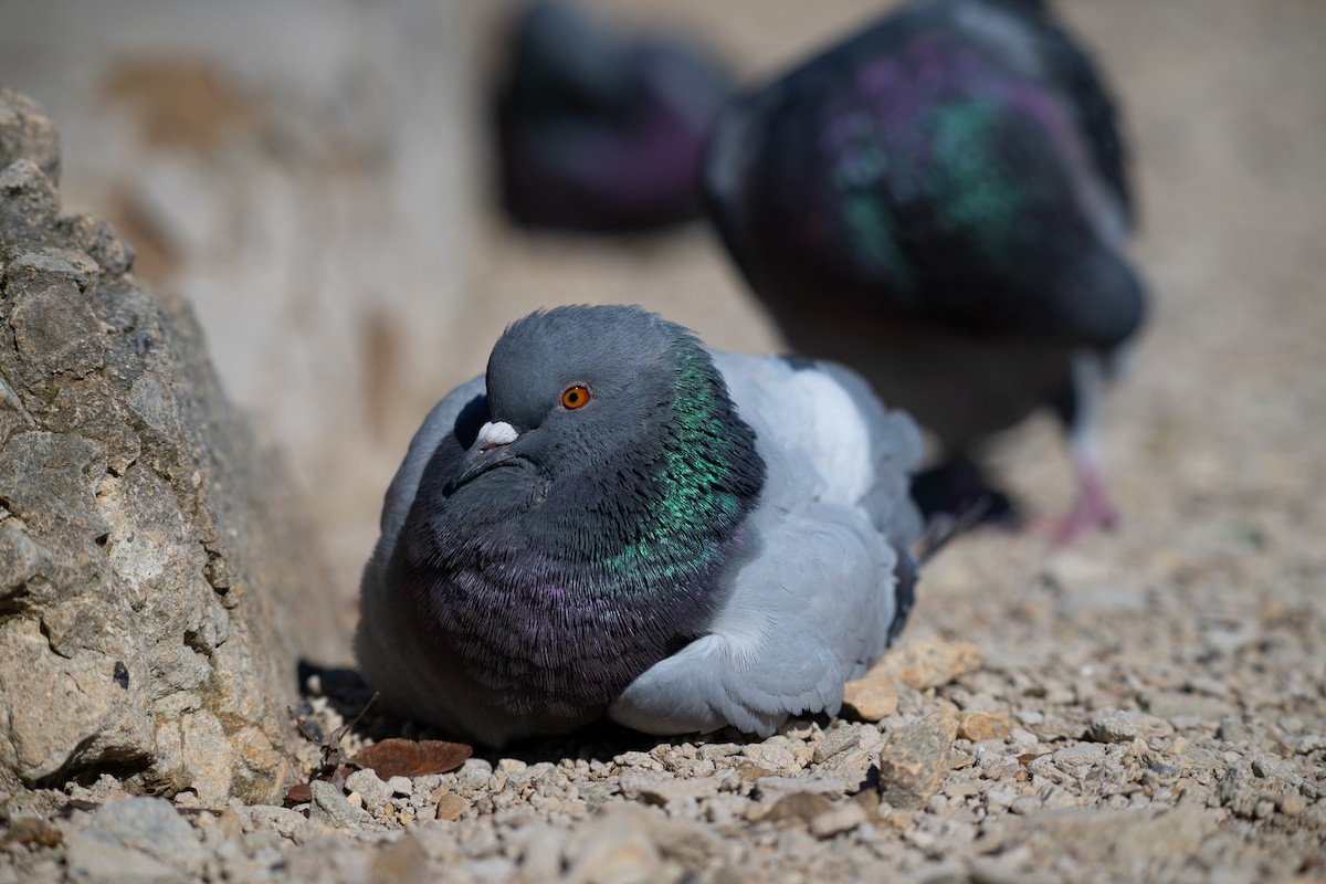 Rock Pigeon (Feral Pigeon) - ML615066937