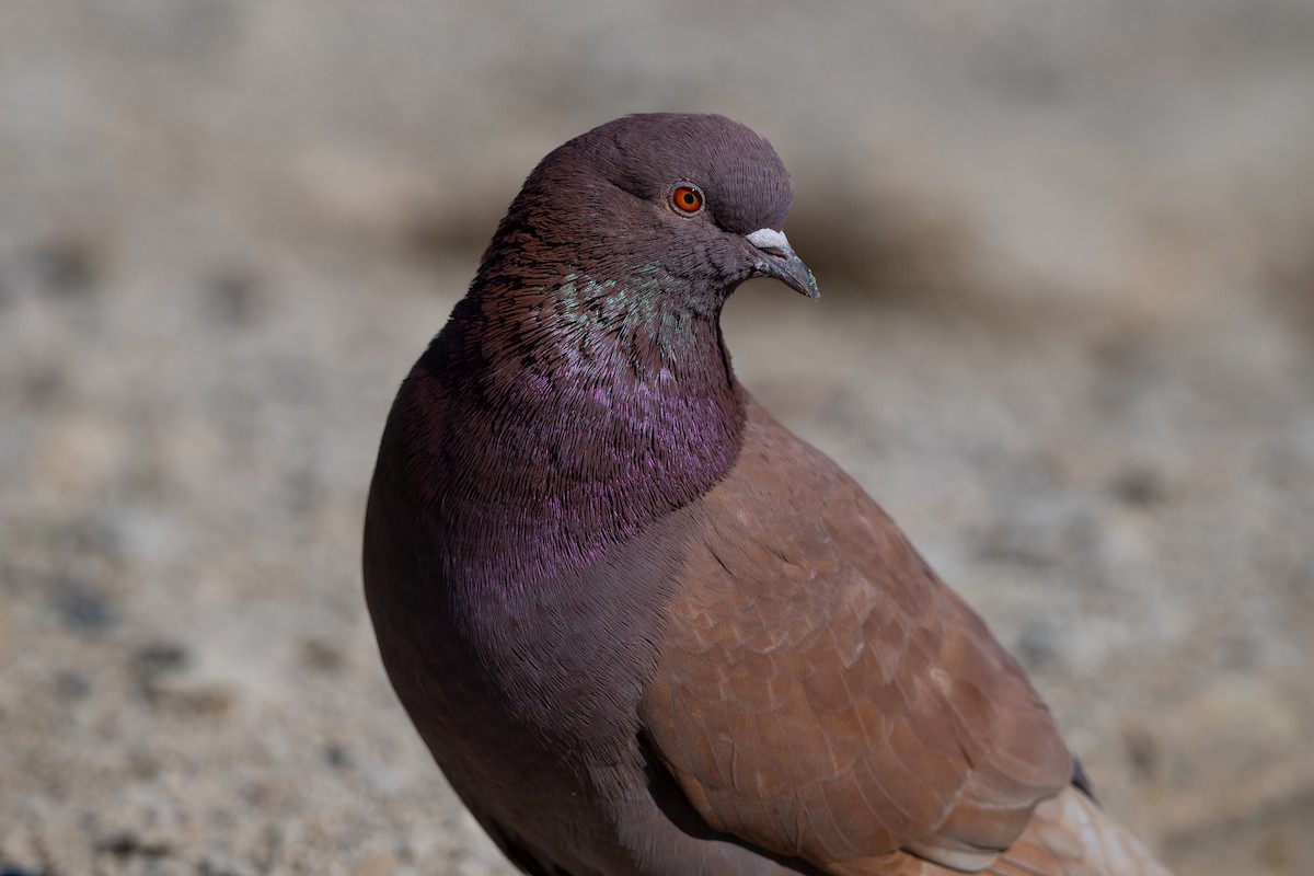Rock Pigeon (Feral Pigeon) - ML615066939