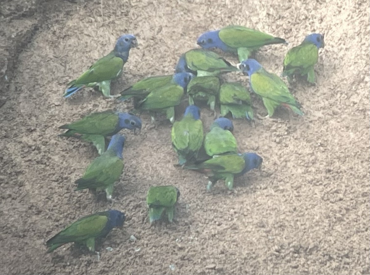 Blue-headed Parrot - Rainer Ruess