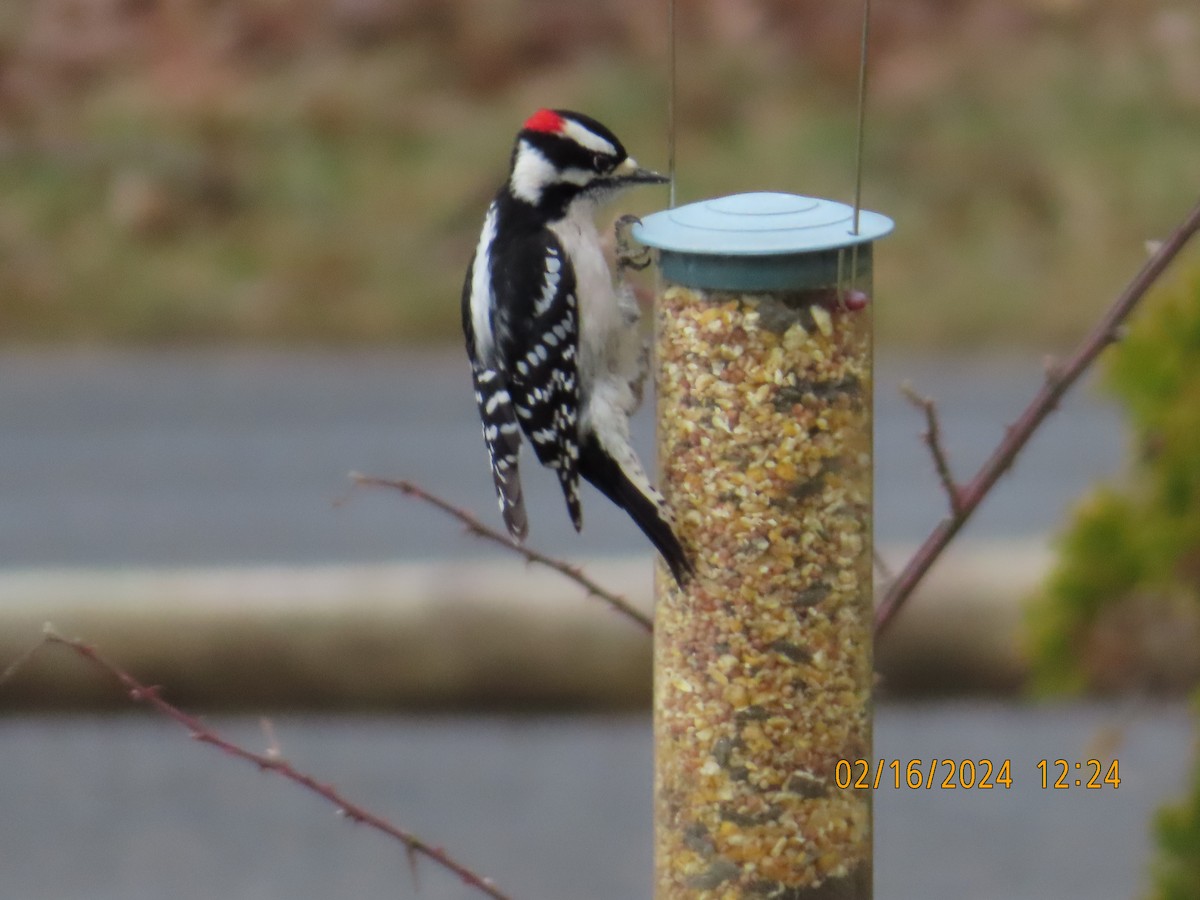 Downy Woodpecker - ML615067184