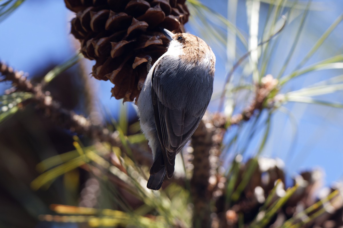 Brown-headed Nuthatch - ML615067223