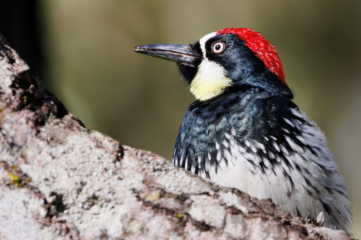 Acorn Woodpecker - Gates Dupont