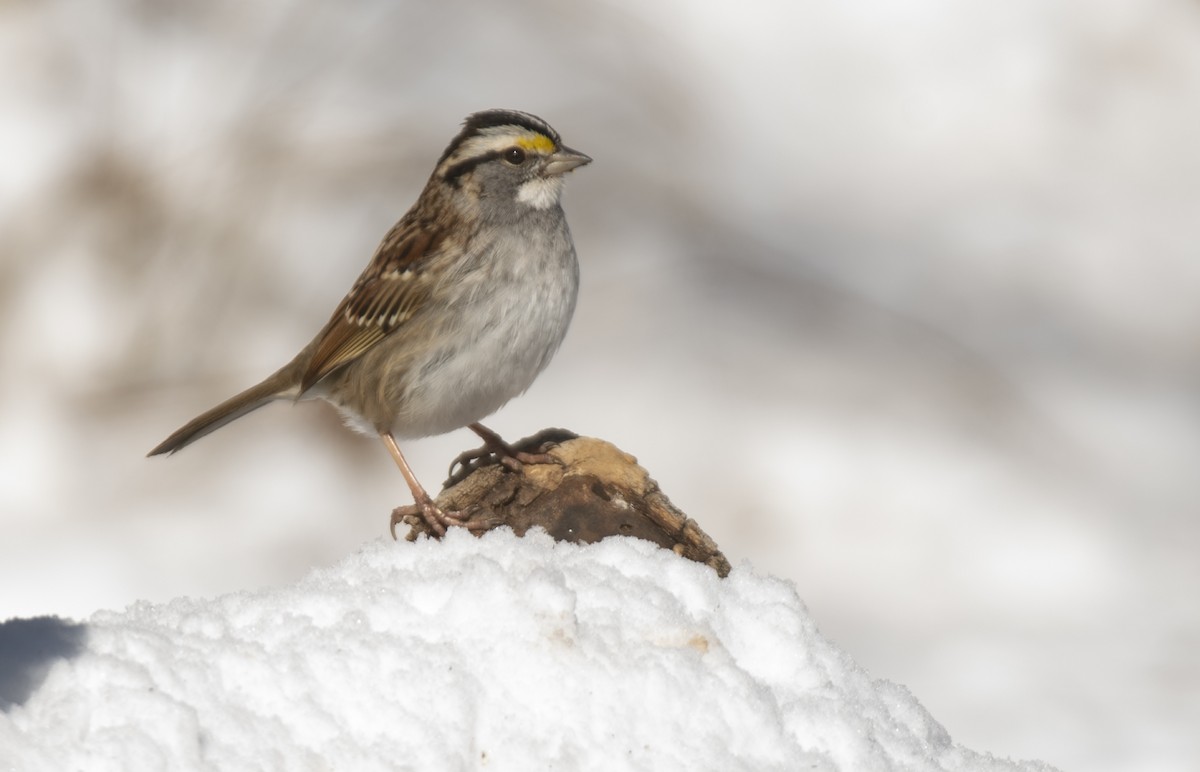 White-throated Sparrow - ML615067361