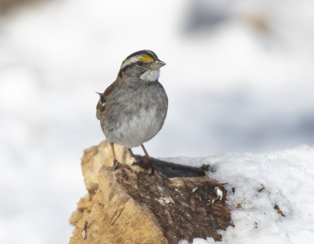 White-throated Sparrow - ML615067362