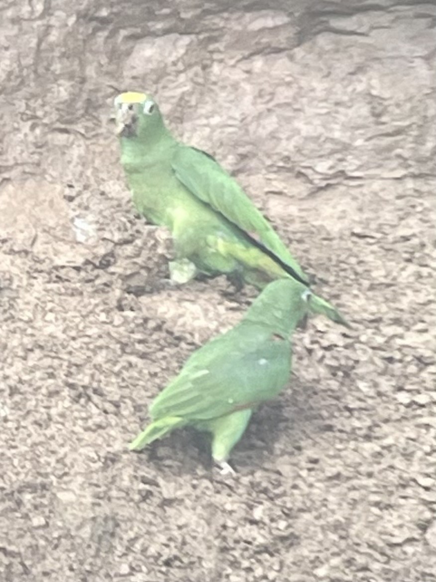 Yellow-crowned Parrot - ML615067391
