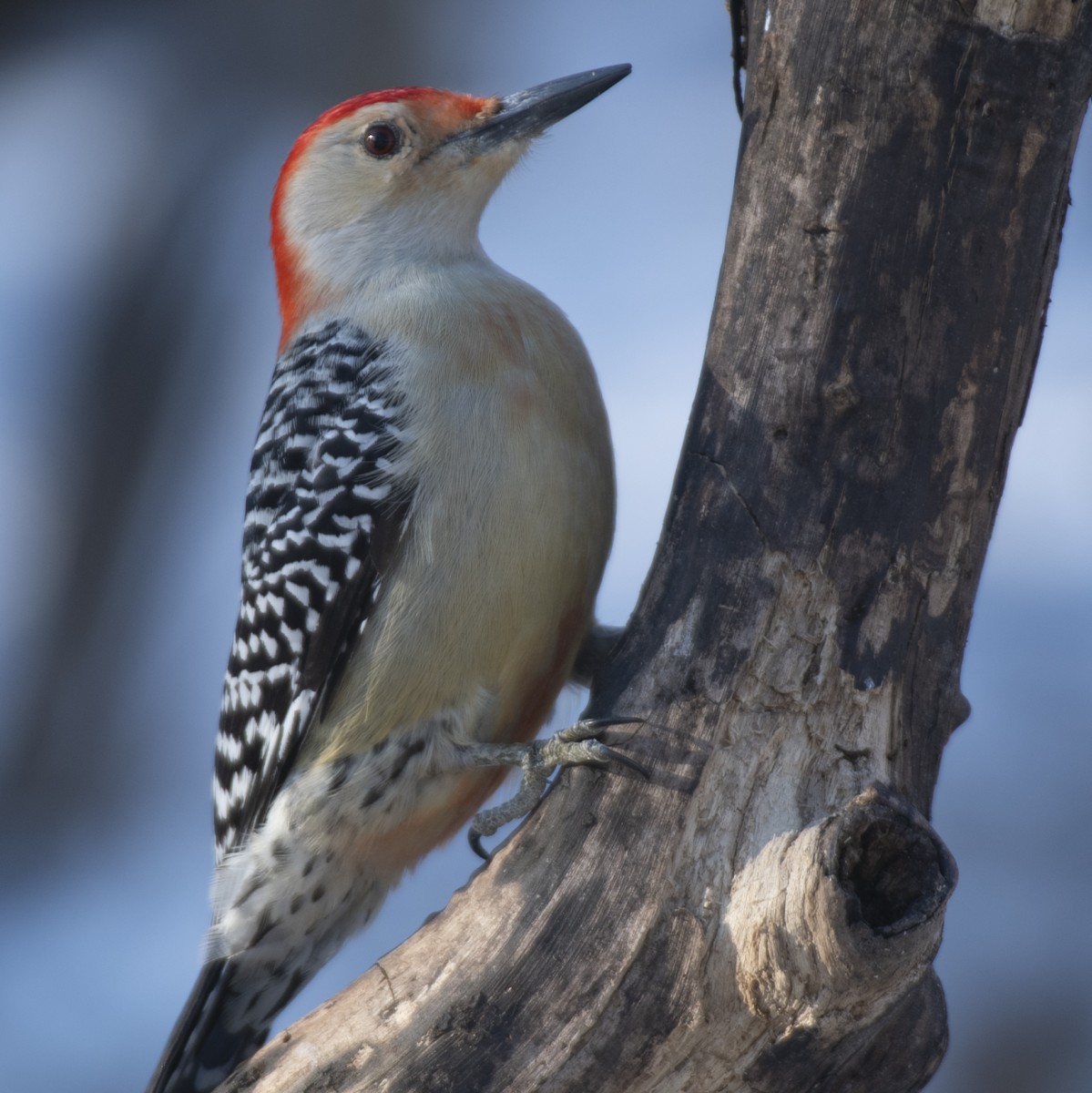 Red-bellied Woodpecker - ML615067395